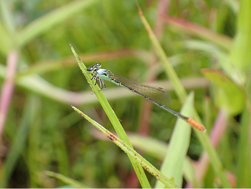 コフキヒメイトトンボ写真
