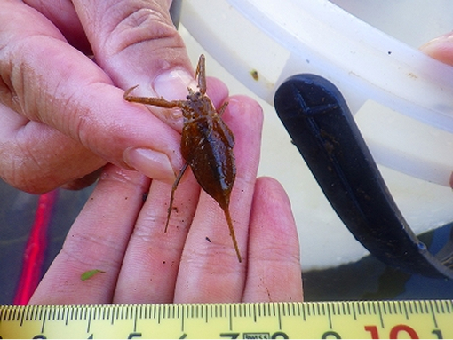 タイコウチ写真