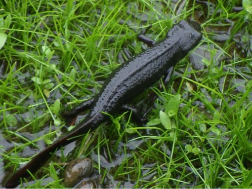 アカハライモリ写真