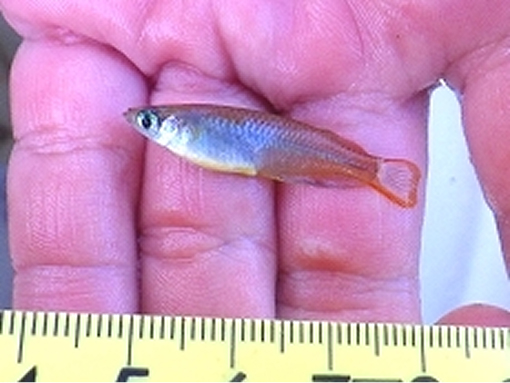 ミナミメダカ写真