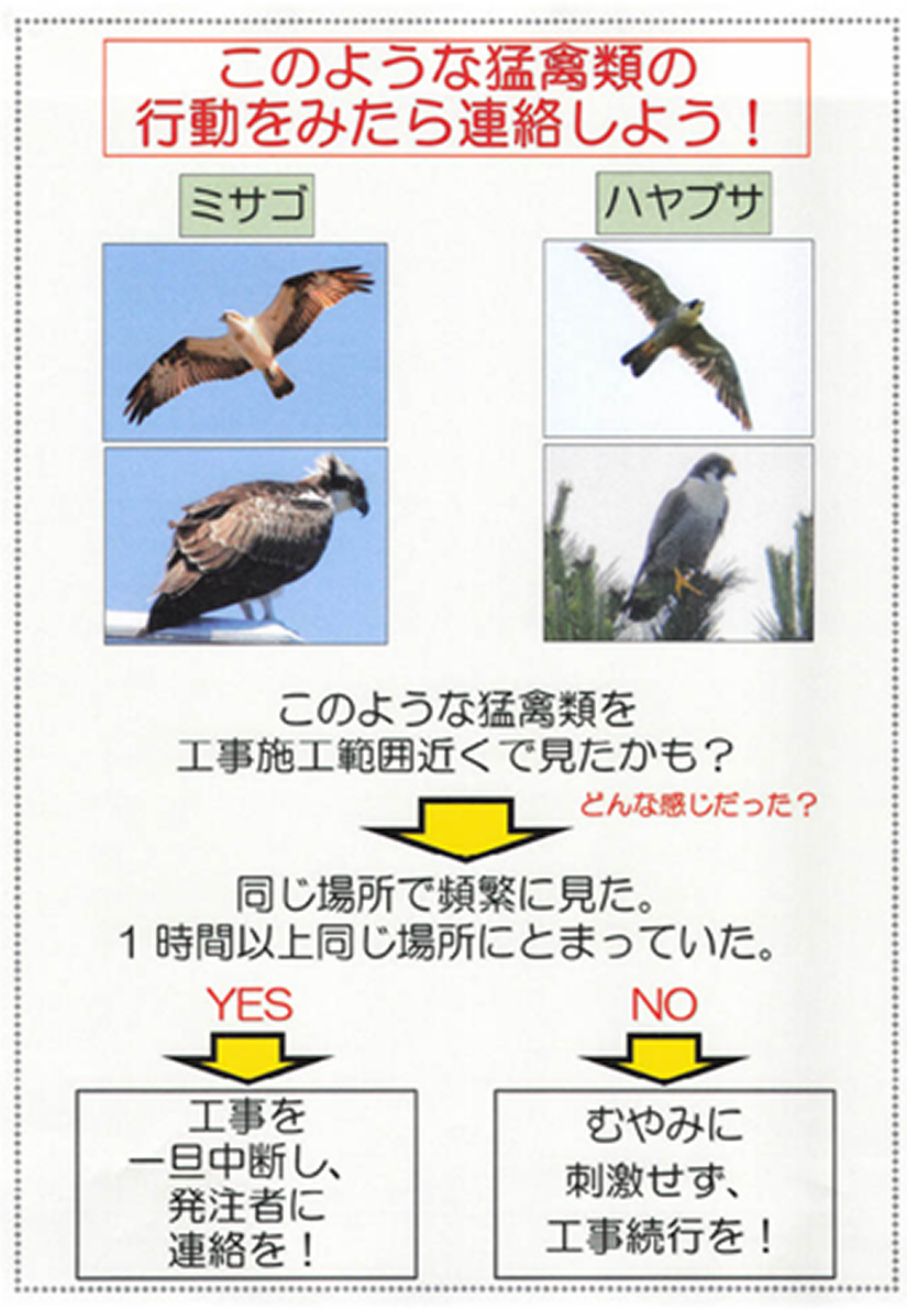 このような猛禽類の行動をみたら連絡しよう！ミサゴ ハヤブサ